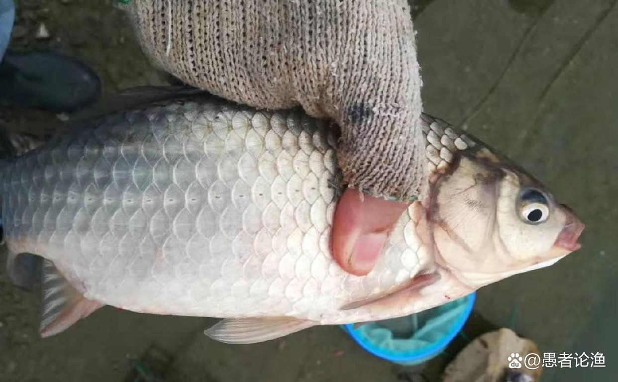 春季野釣大鯽魚，做好這三個準備，三五條進護很輕松