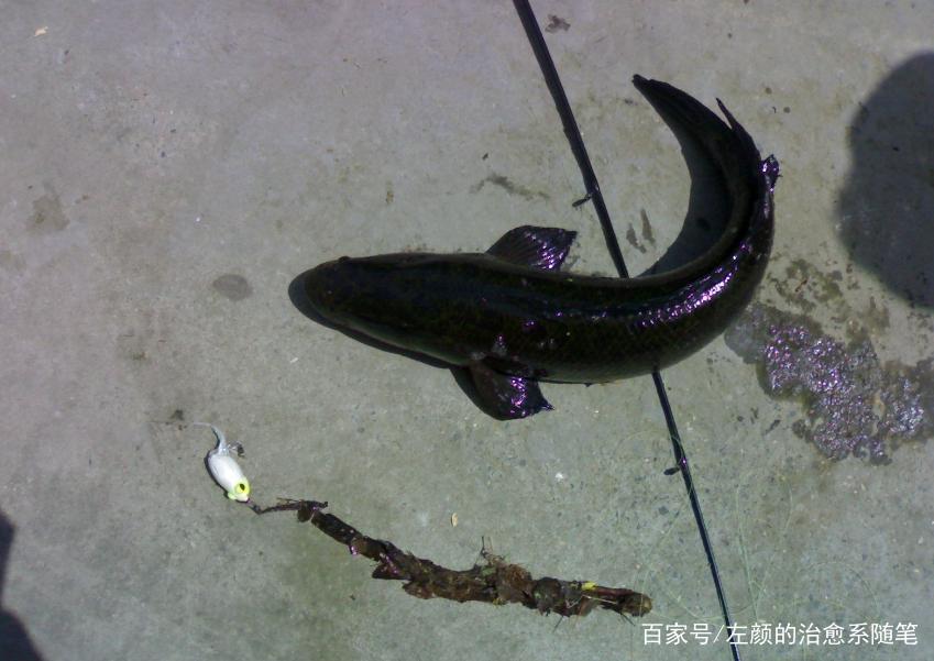 淺談自然水域釣黑魚的幾點技巧，掌握之后，漁獲不斷
