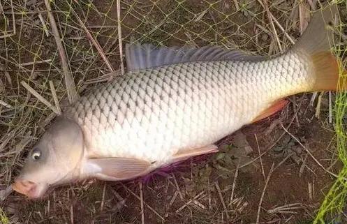 野釣大鯉魚，牢記這“4點”，掌握2個，半天漁獲比別人一天還多