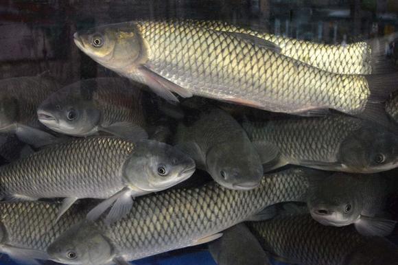 為什么說野生草魚最難釣？尤其大草魚，很多釣友終其一生也無釣獲