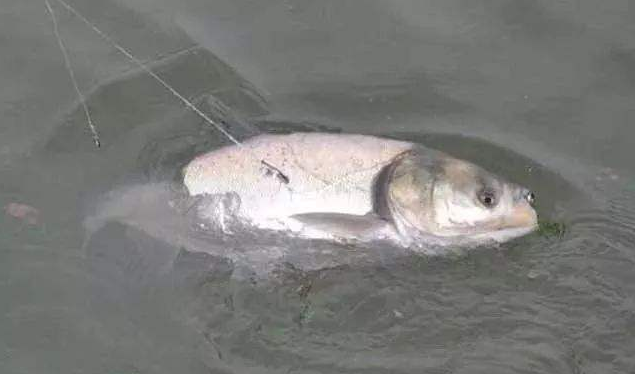 夏季釣鰱鳙并不難，掌握好最關鍵的兩點，漁獲少不了！