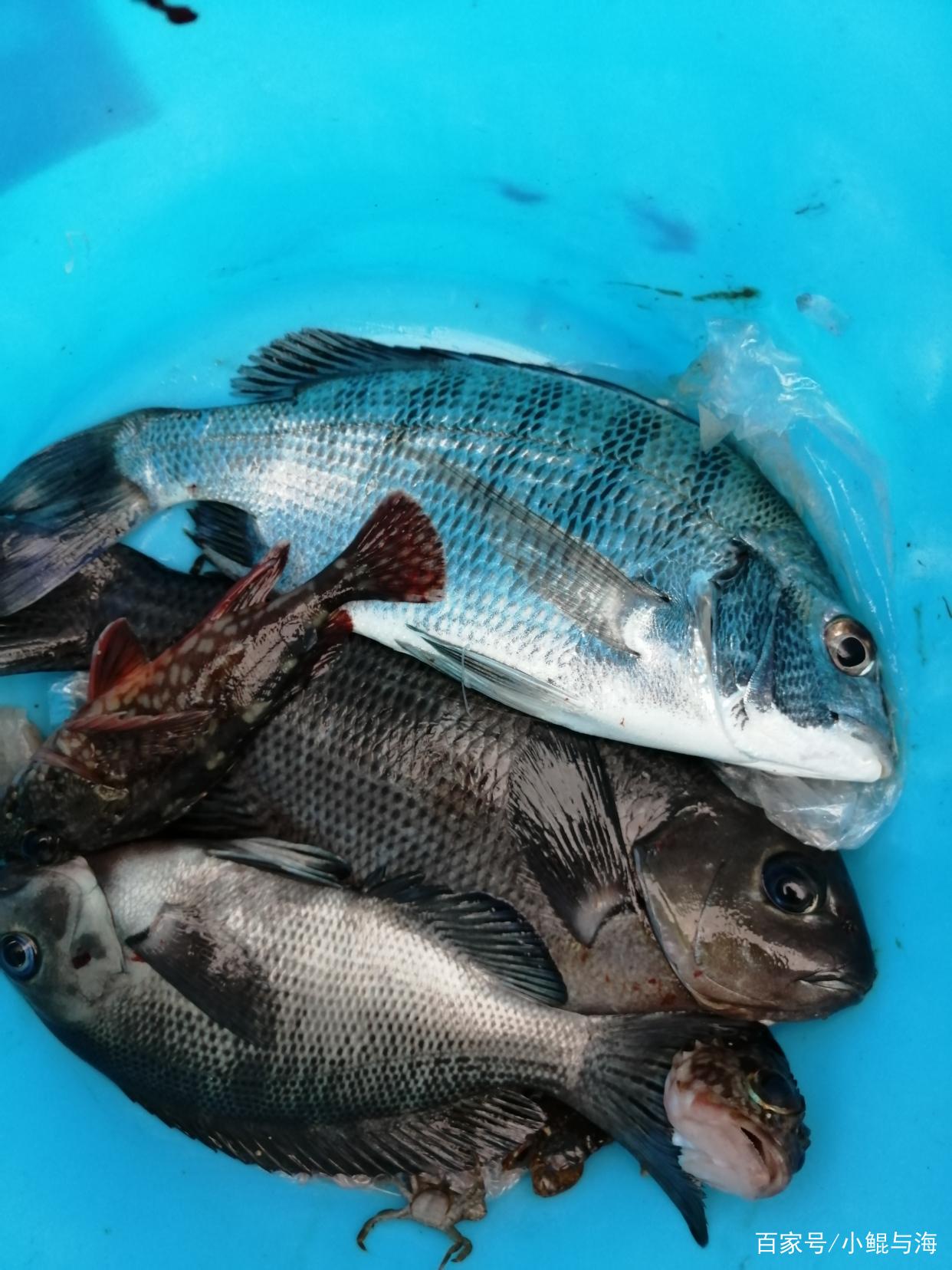 他為何是日本磯釣人夢寐以求的夢幻魚種？如今在福建霞浦也能釣獲