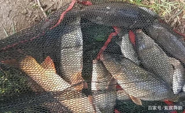 野外鯉魚沒有想象中那么難釣，掌握這4個技巧，新手一樣釣得多