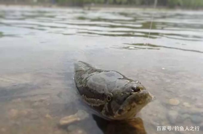 為啥老漁民都用“它”釣黑魚，卻很反感用蚯蚓？看完才知其中玄機
