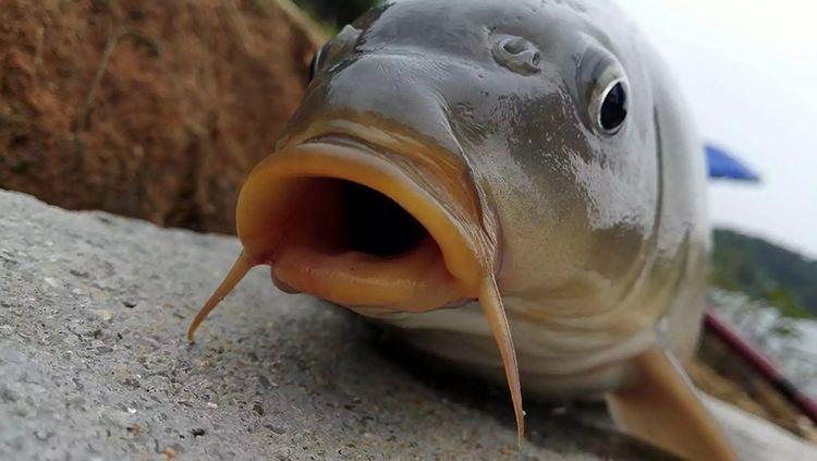用什么釣鯉魚？