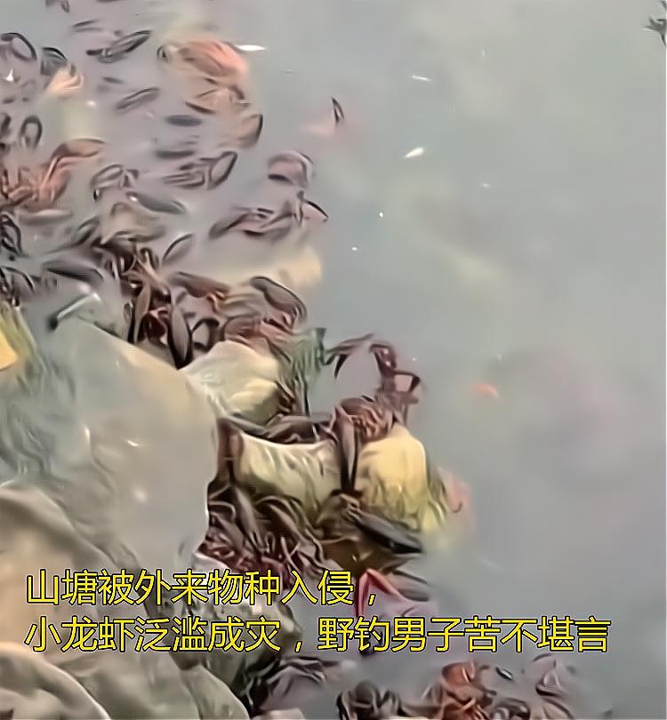 山塘被外來物種入侵，小龍蝦泛濫成災，野釣男子苦不堪言