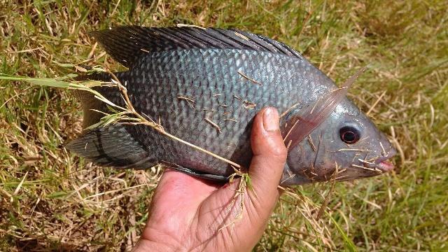 釣魚教程，羅非的生活習性和垂釣技巧