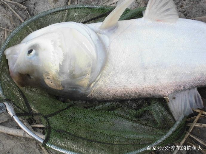 浮釣鰱鳙的關鍵方法