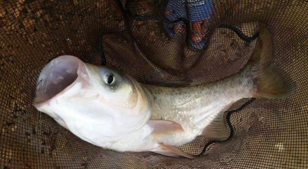 手竿釣鰱鳙用這些技巧，不愁大魚不上鉤