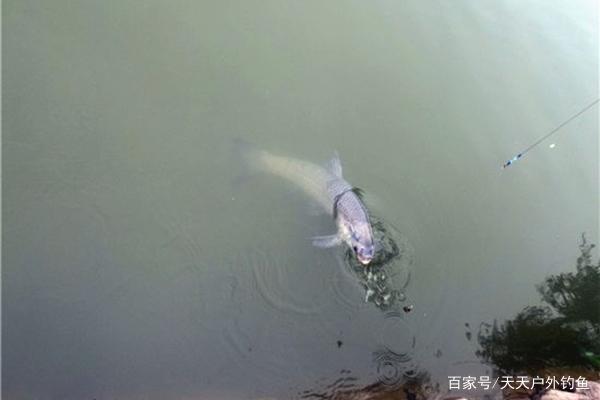 手竿釣青魚的調漂要領，大青魚難遇上，調漂方法更要正確！