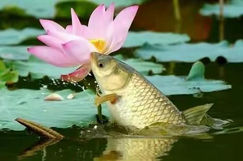 野釣鯽魚到底用多大魚鉤合適？