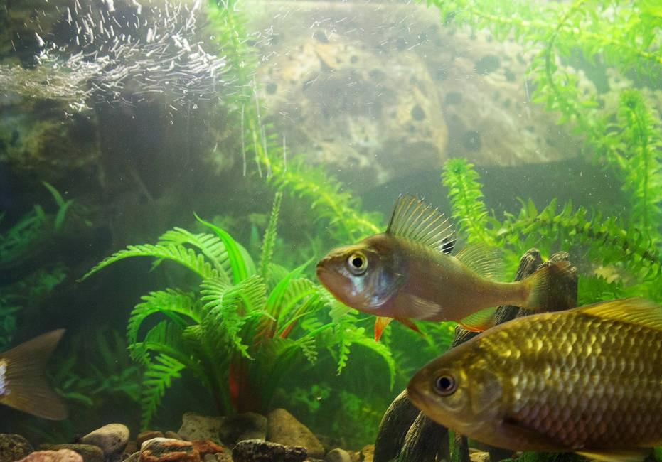 野釣鯽魚什么魚鉤合適？魚鉤用對就爆護選錯就空軍、區別就這么大