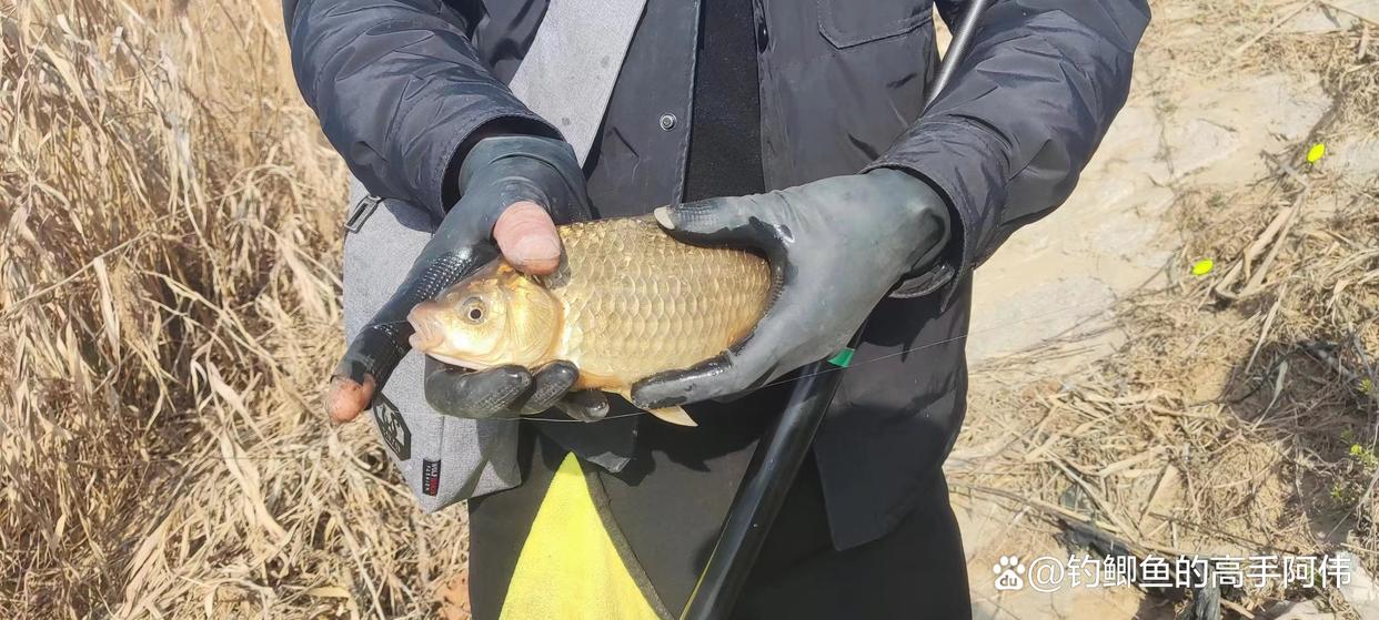 又是一年釣魚季，老師傅晚春釣大板鯽的一些經驗，條條都是精華！