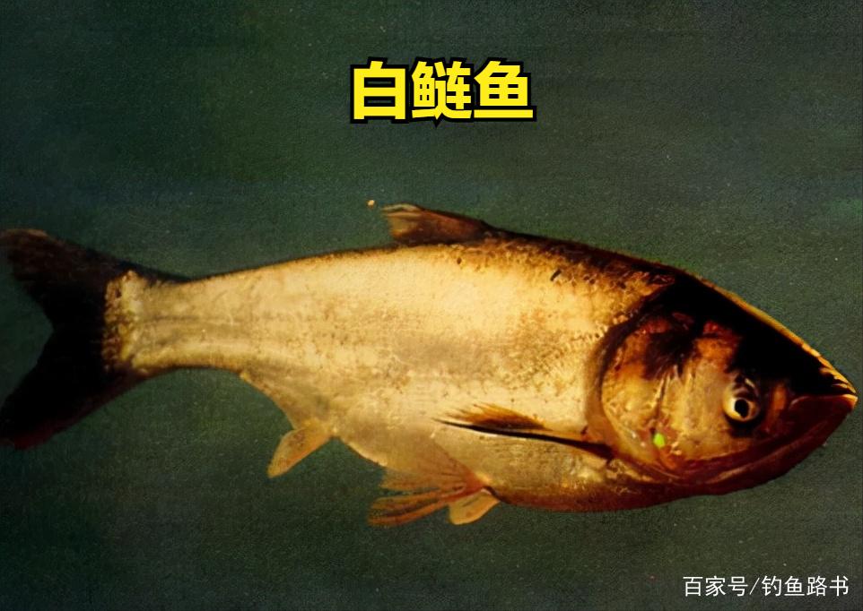 釣好鰱鳙的絕招