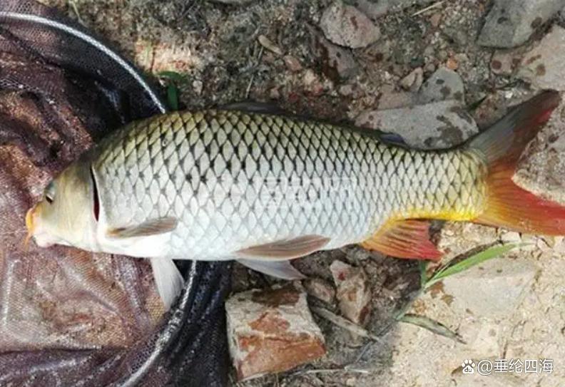 野釣鯉魚用這3種餌料，每一種都很好用，大鯉魚也能上鉤