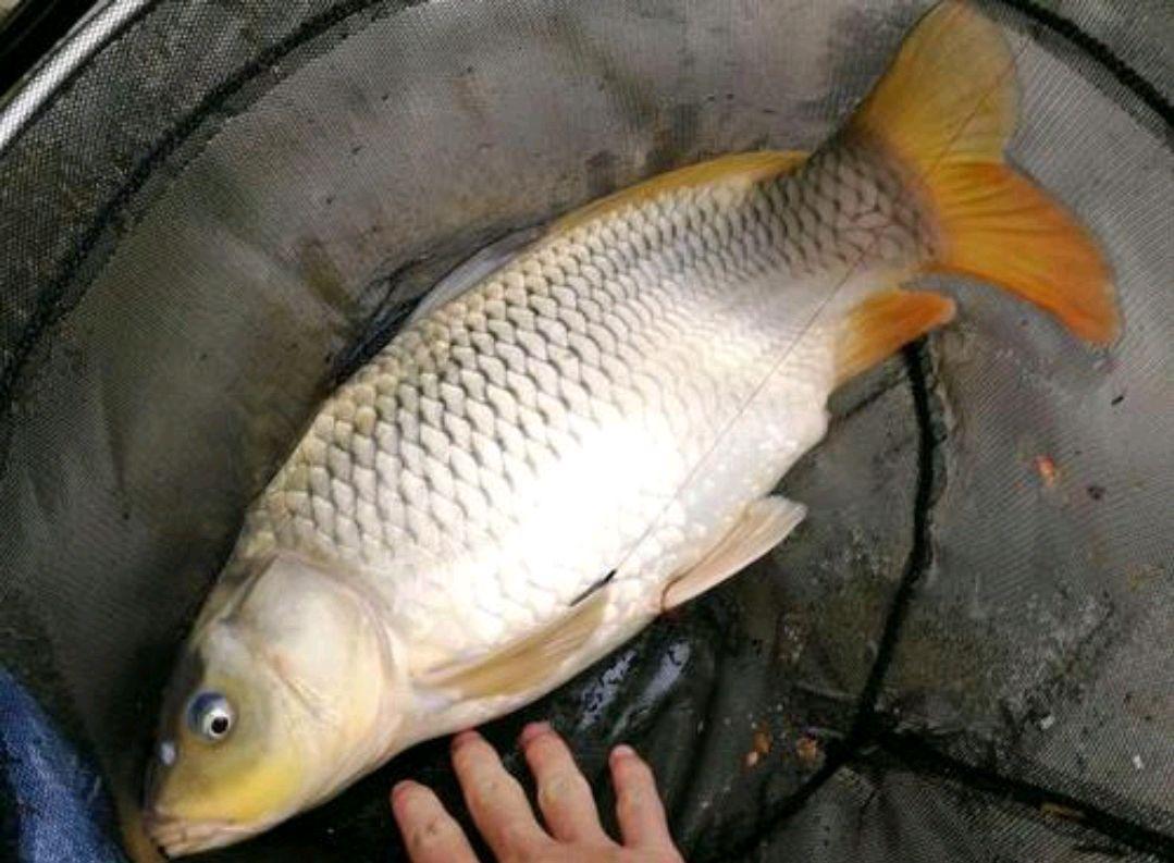春季釣鯉魚只要掌握這四步，想不爆護都難