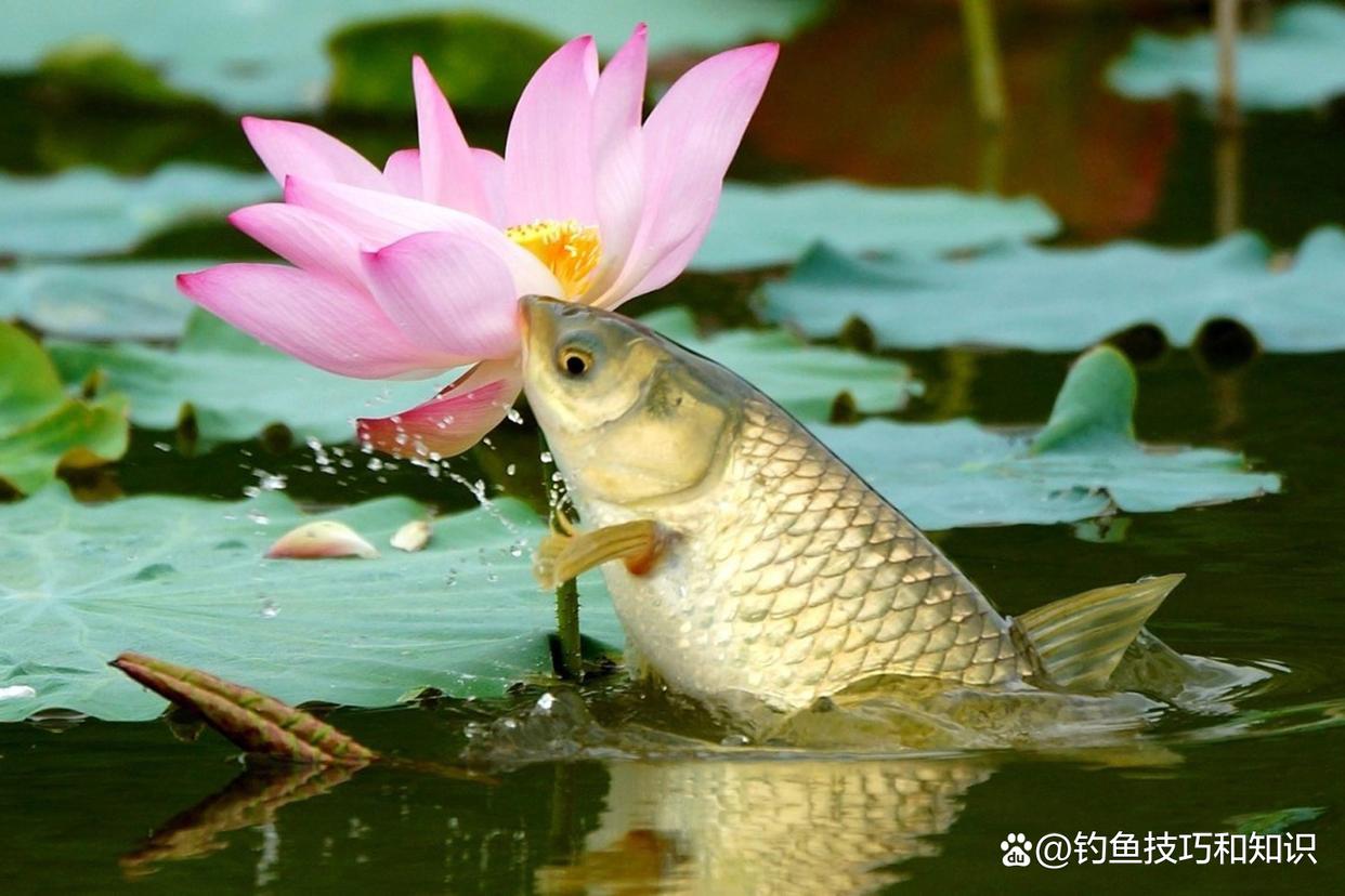 黑坑草魚如何釣？黑坑草魚的釣位、釣法、線組和用餌技巧