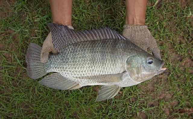 羅非魚，釣法多，點窩釣法超給力