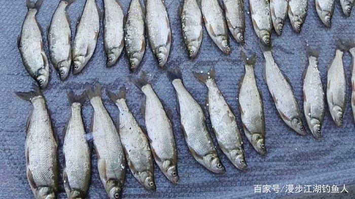 春季路亞釣青稍注意這幾點，讓你釣到手軟！