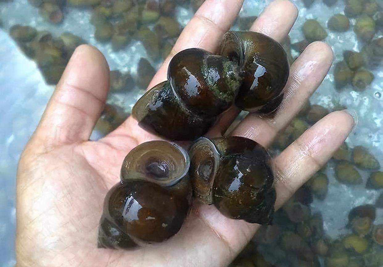 釣青魚的5個技巧，只要掌握了，輕松釣到大青魚