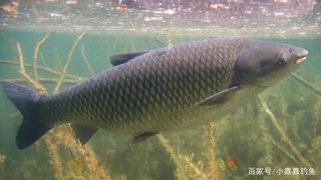 立夏釣草魚，用這個“土方法”準沒錯，聽我的，草魚排隊咬鉤