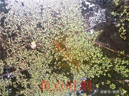 釣黑魚——手竿玩法隨手記「三」找黑魚窩
