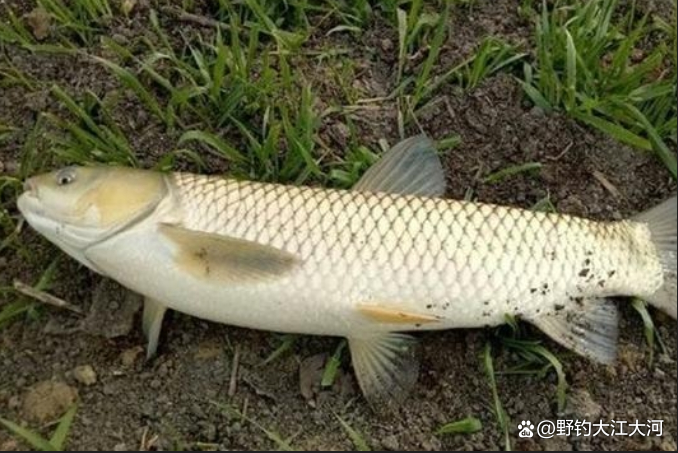 秋季釣草魚，釣底，還是釣浮？一看水深，二看水溫
