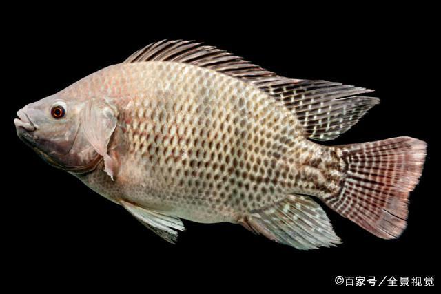 釣羅非這樣調釣，信號清晰還不脫鉤