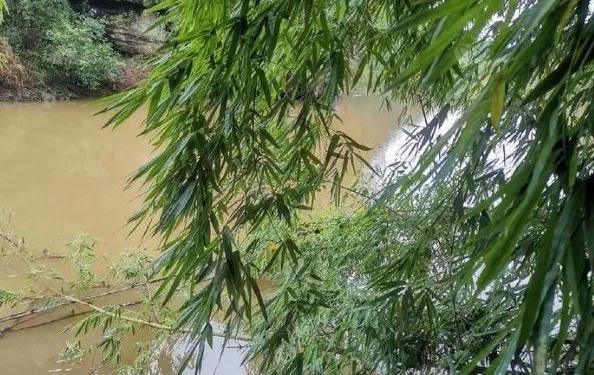 晚春釣鯉魚，遵循這4大“規律”，屢試不爽，大鯉魚上不停