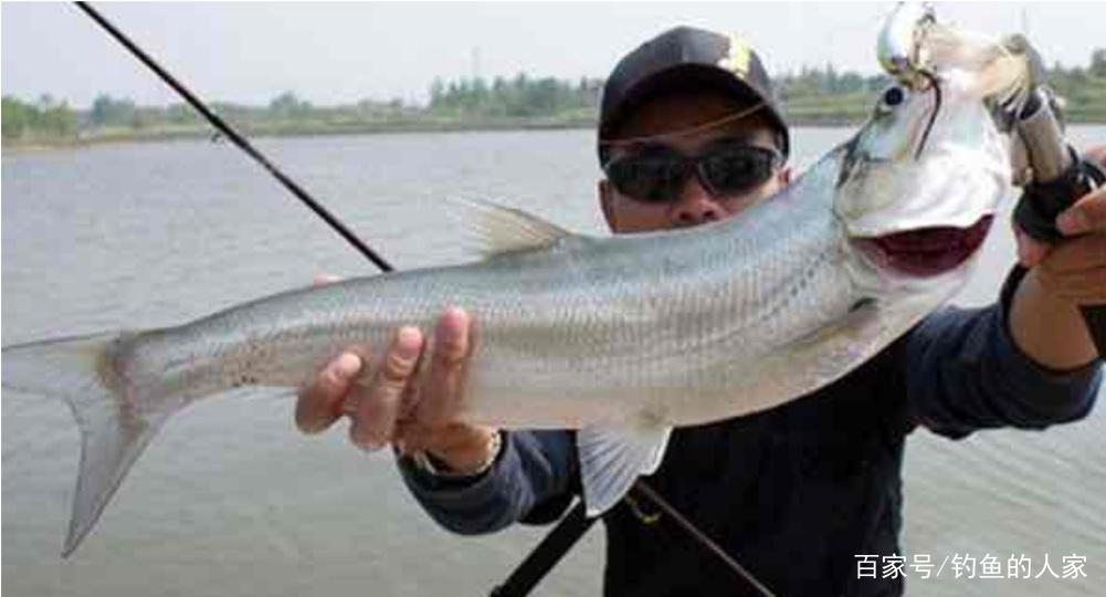 野釣翹嘴，路亞遠投作釣技巧，釣獲一條6斤的野生翹嘴魚