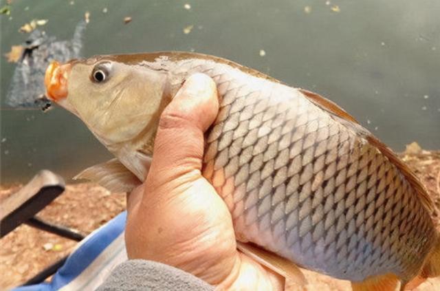 晚春野釣大鯉魚技巧