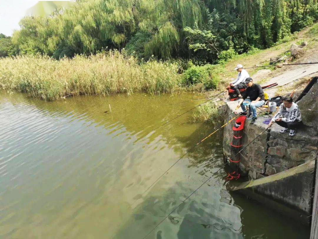 春季釣鯽魚，牢記一釣二不三勤，照做的釣友漁獲都不差