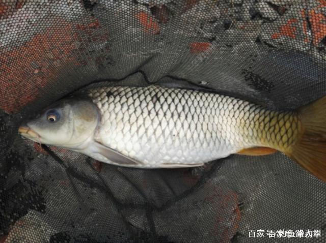 釣鯉魚需要注意什么？