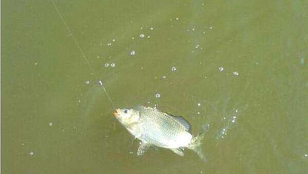 秋釣鯉魚，唯獨這釣法才夠狠，不吹不黑，不管在哪都能釣過癮