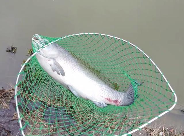垂釣青魚，如何用好小鉤細線