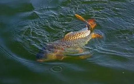 野釣經驗之談 野釣鯉魚需注意 如何誘魚是關鍵