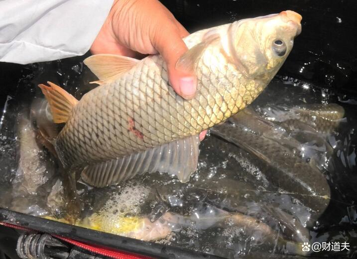 春季釣鯉魚怎樣調漂 掌握這幾招不爆護都難