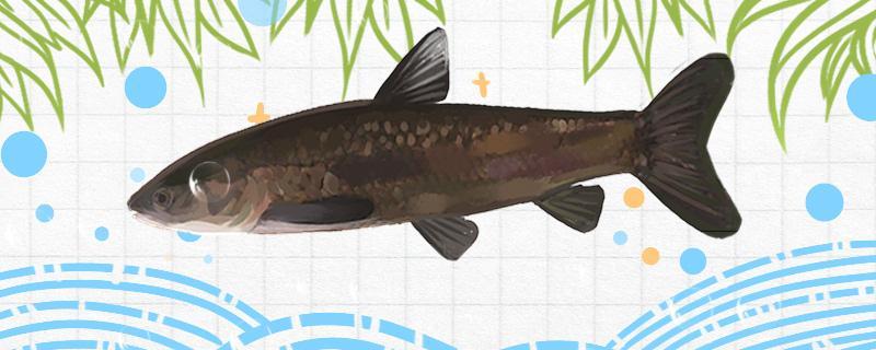 秋季能釣青魚嗎，怎樣釣