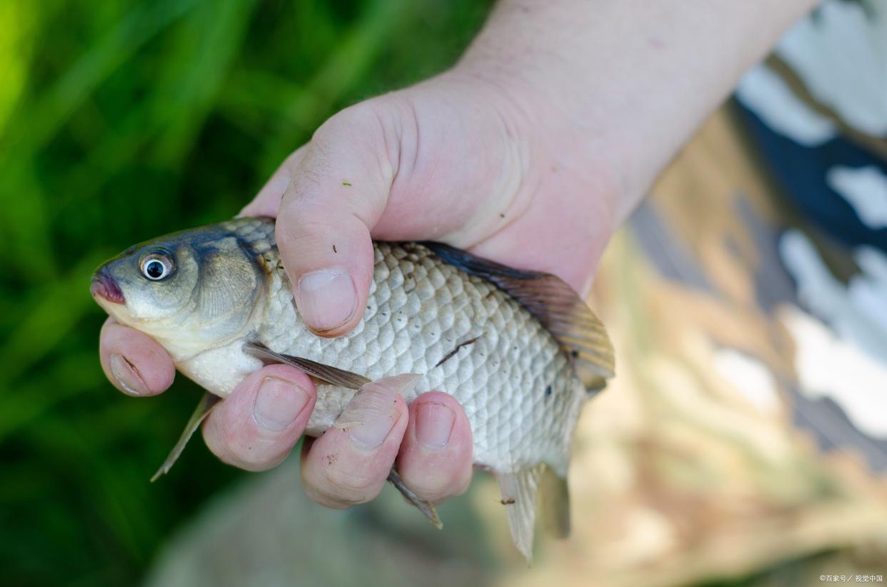 春季野釣鯽魚技巧及注意事項