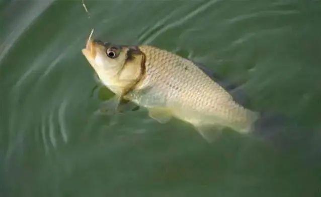 黑坑釣鯽魚5大“爆護”技巧（強烈推薦）