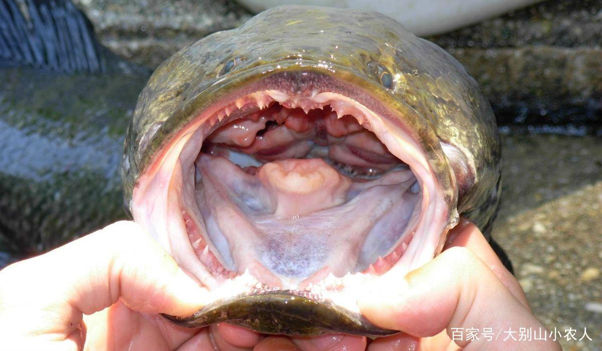 釣魚人的眼中，誰才是淡水魚霸王？前2個是公認，后2個小眾卻常見