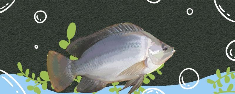 釣羅非氣溫多少度為宜，用什么餌料最好