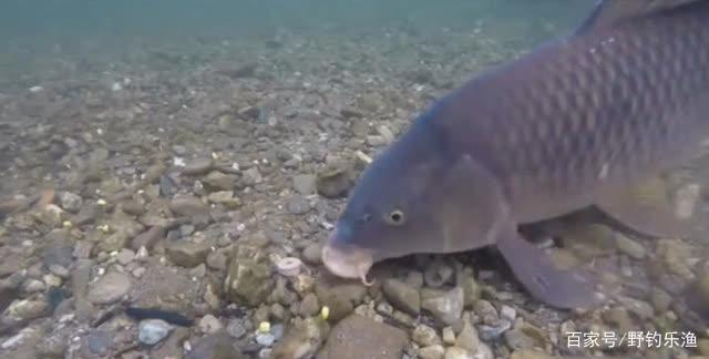 如何釣鯉魚？