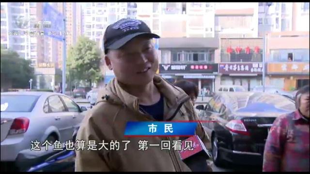 震撼！常州釣友捕獲兩條100多斤大青魚