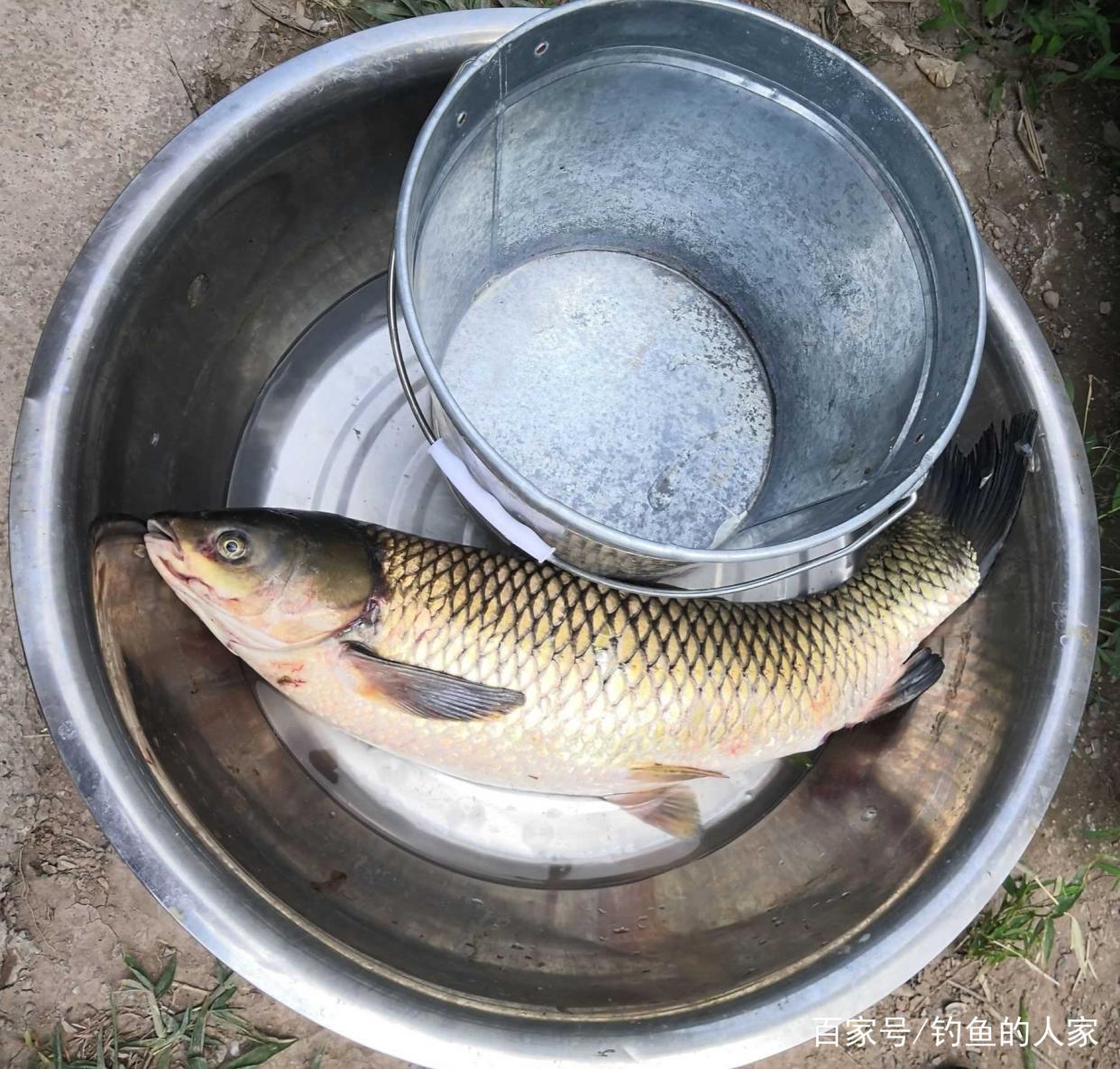 高山水庫野釣，谷麥“讓位于魚”釣法，一共釣獲3條46斤的草魚