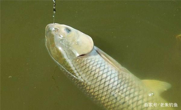 釣魚隨記-第一次北京野釣草魚經歷