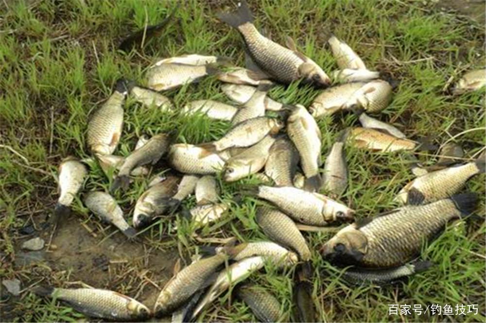 野釣大鯽魚，有3種不常規釣法，在特殊魚情中使用，效果出奇的好