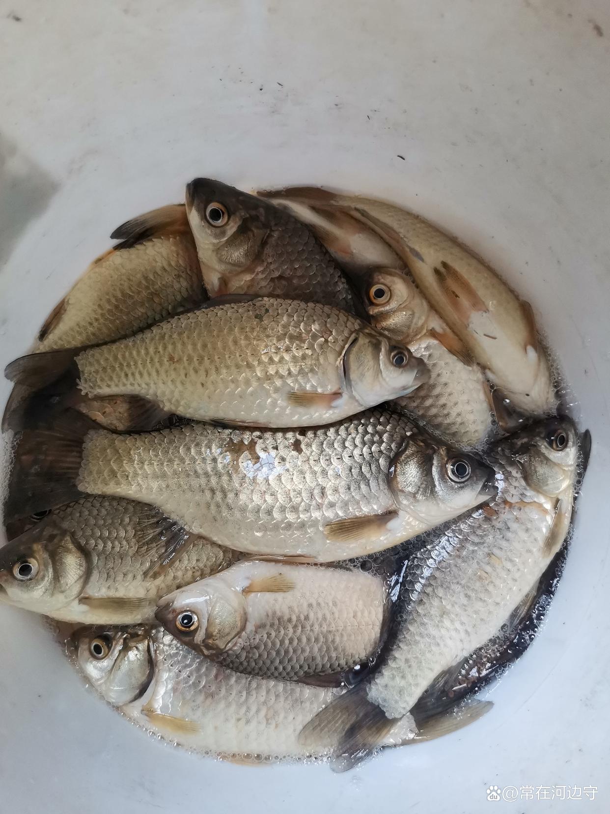 野釣鯽魚這樣改變告別跑魚煩惱