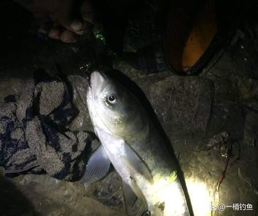 夜釣鰱鳙方法與技巧
