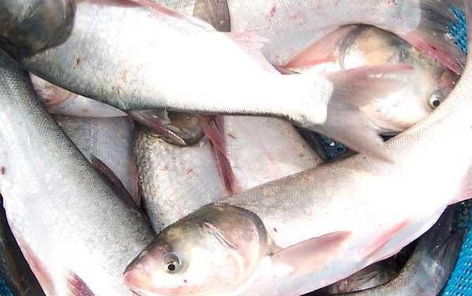 手竿釣鰱鳙如何調釣，常見的兩種調漂方法，你會么？